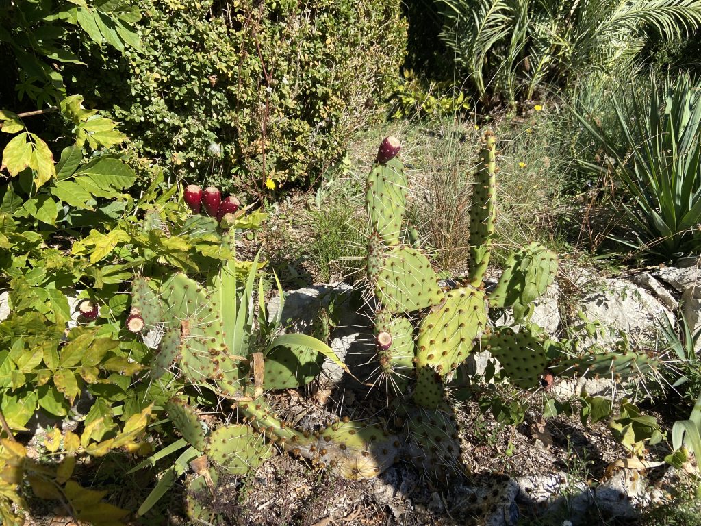 植物园里的仙人掌