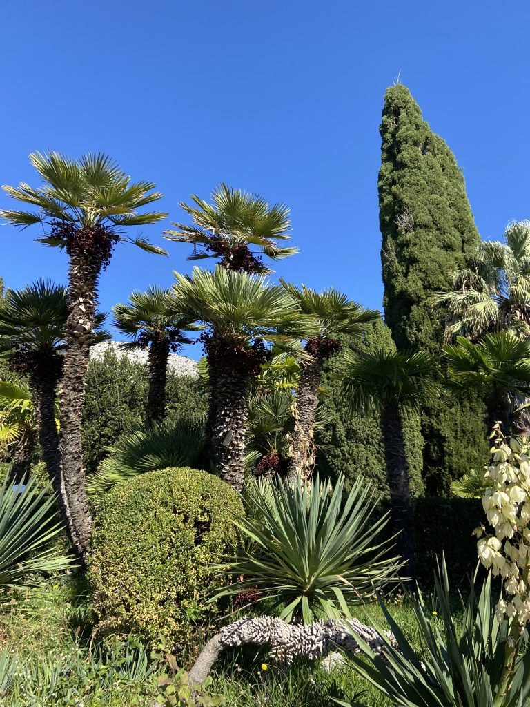 植物园里的树木