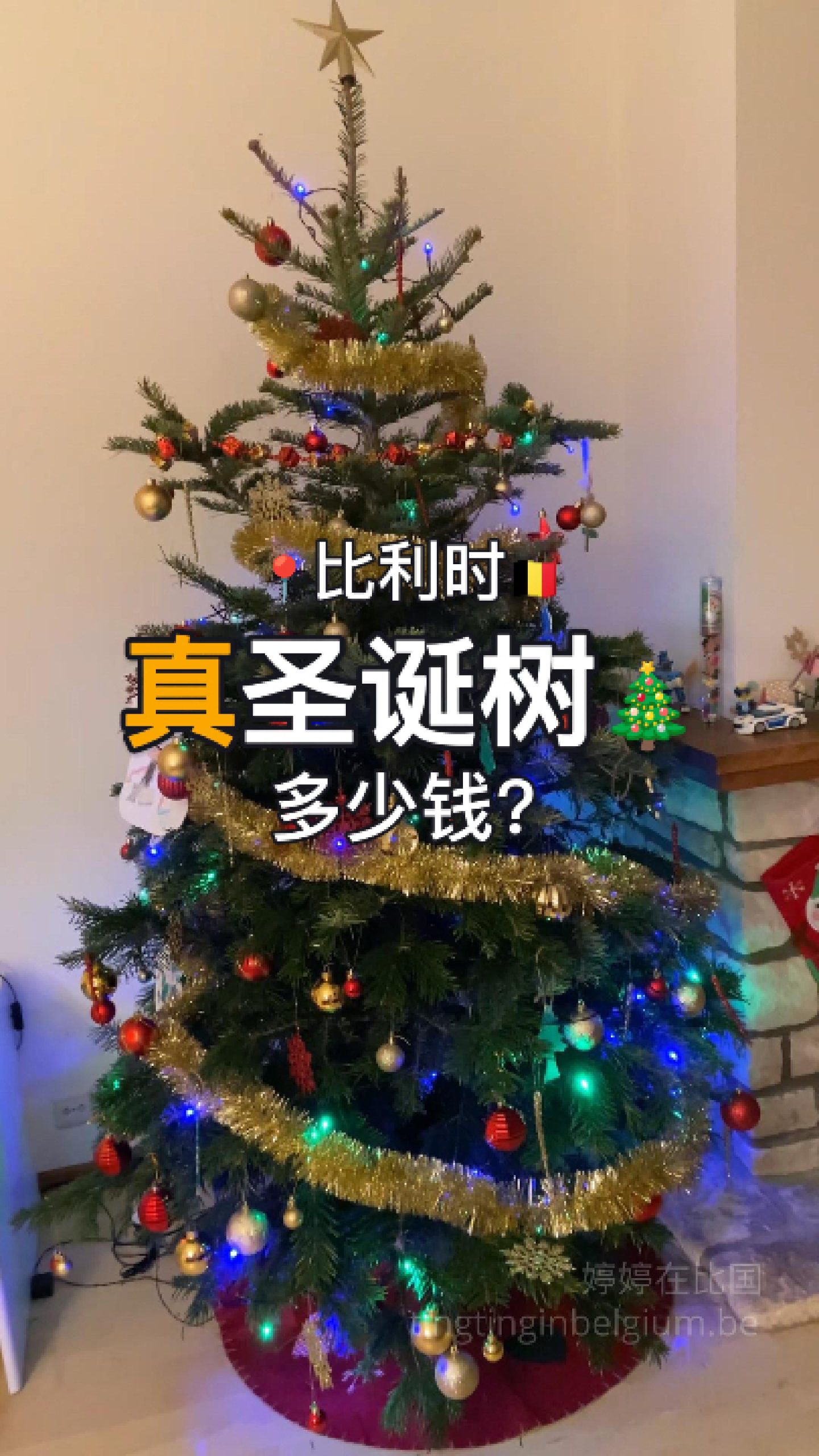 📌在比利时买棵真圣诞树要多少钱？